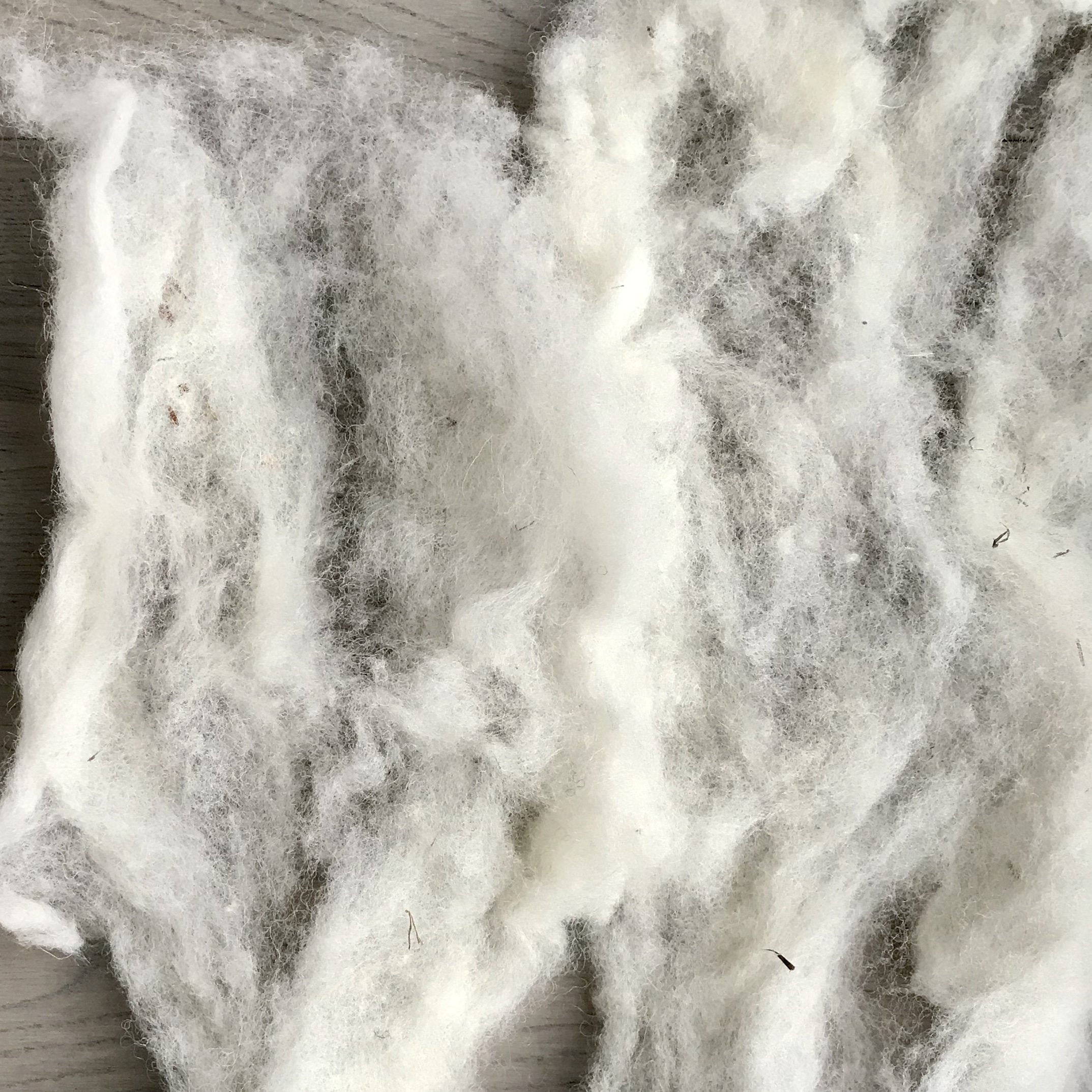 Mouton Dorset Cardé