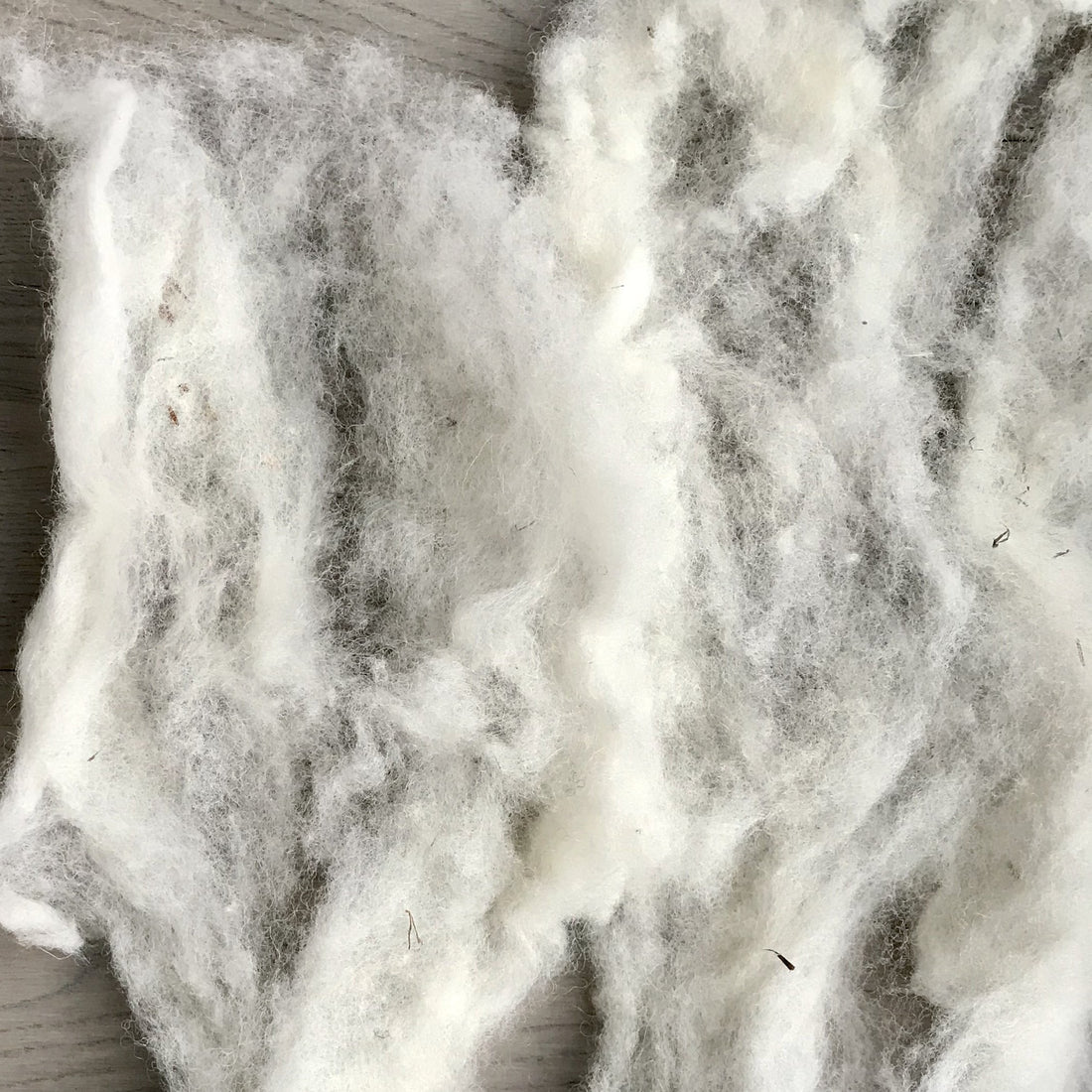 Mouton Dorset Cardé